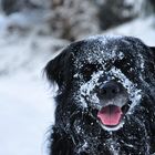 glückliche schneenase