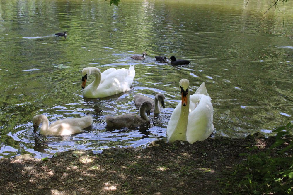 Glückliche Schwanenfamilie