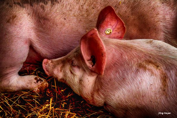 glückliche Schweine