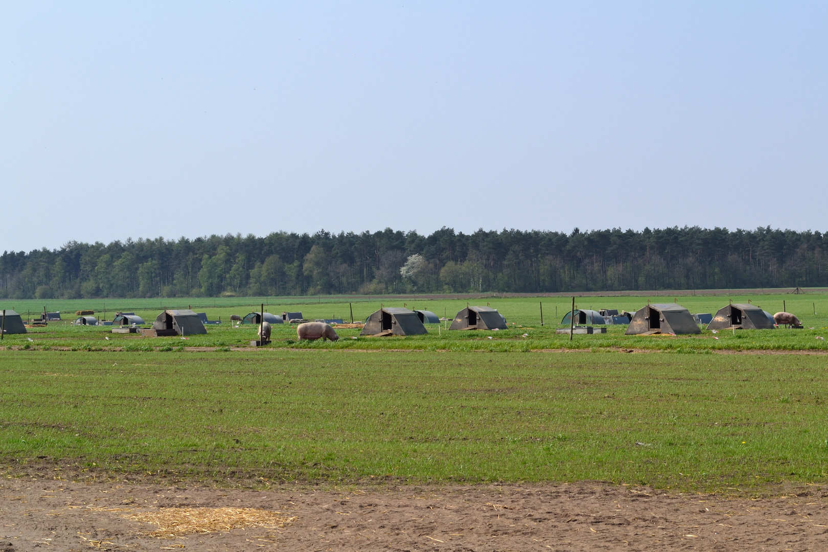 glückliche Schweine