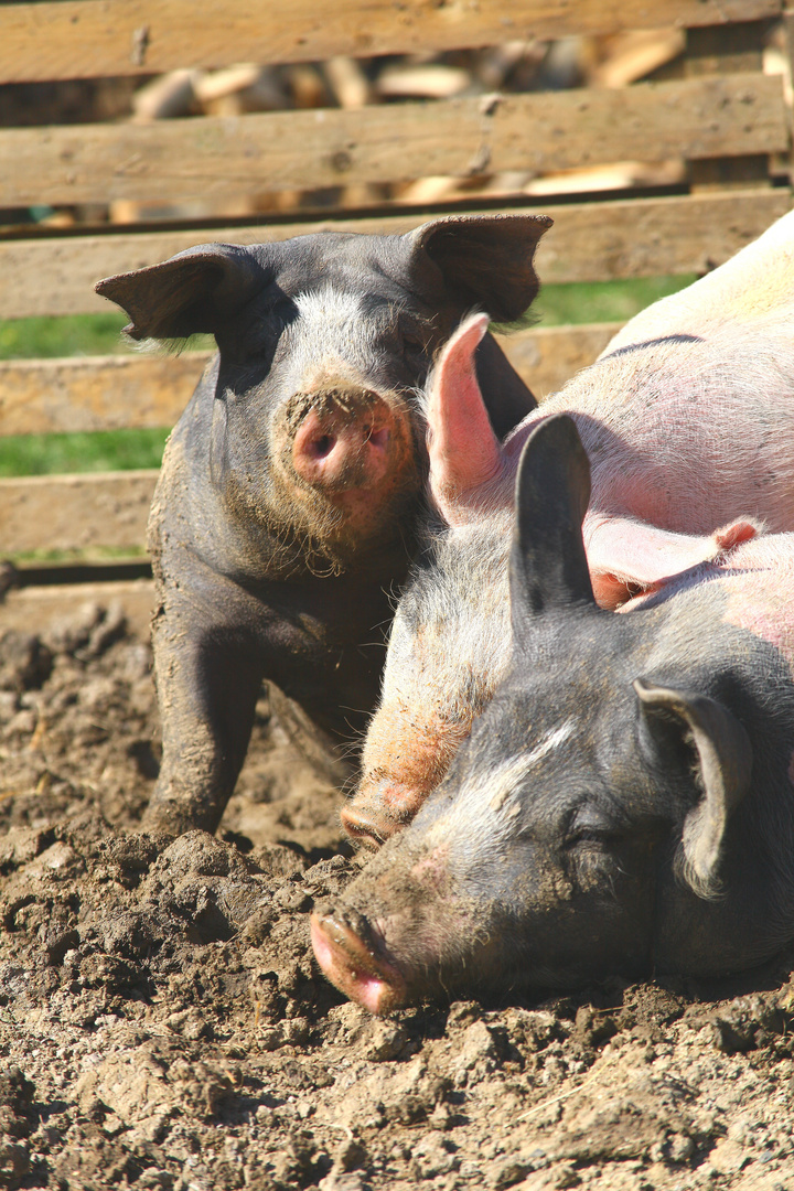 glückliche schweine.....