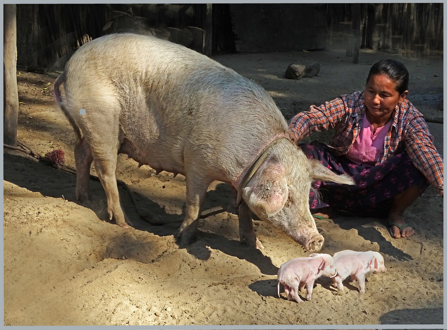 Glückliche Schweine