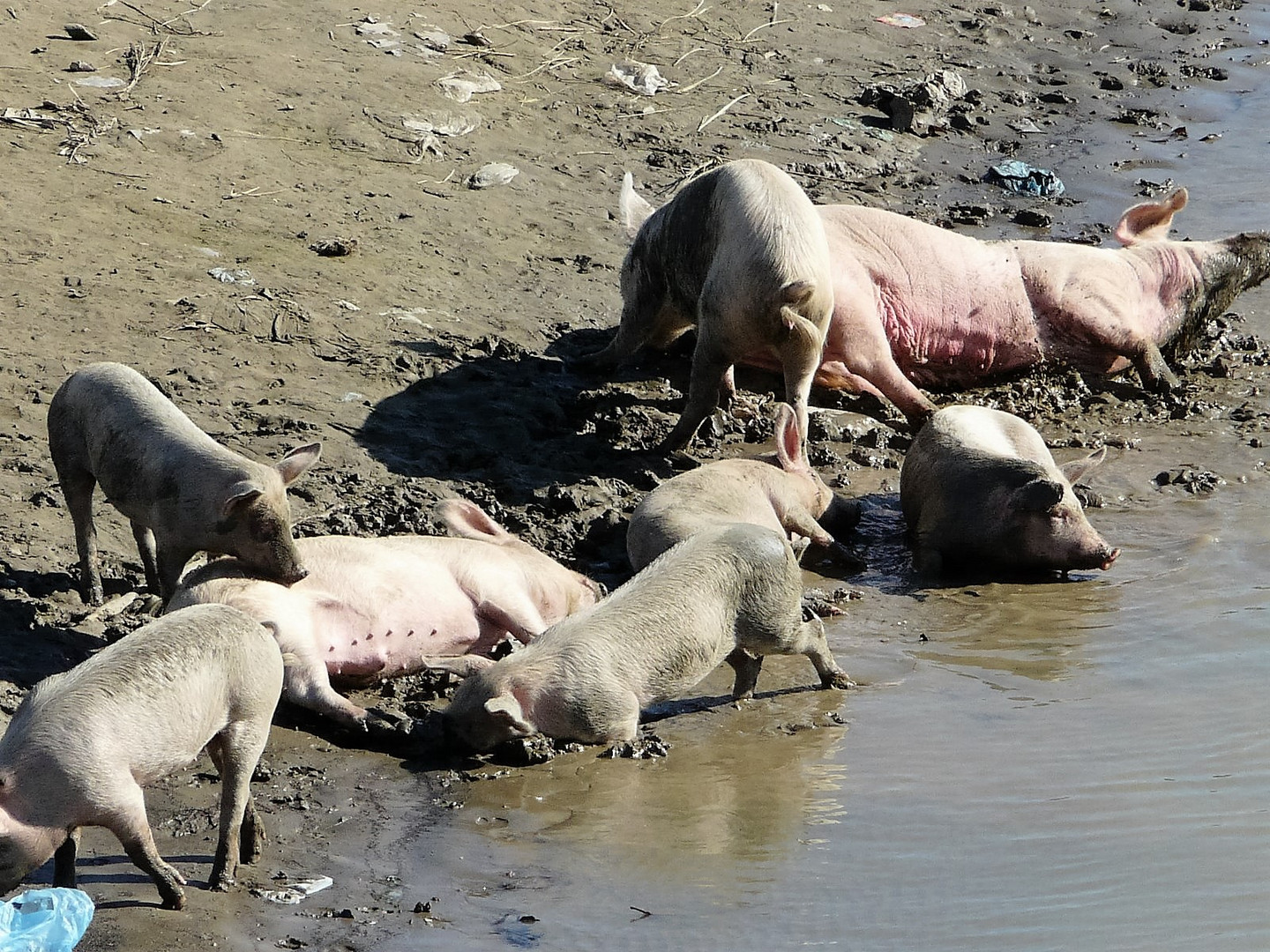 glückliche Schweine ?