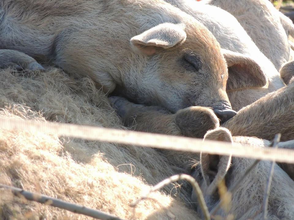 glückliche Schweine