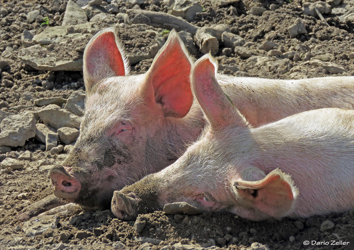 Glückliche Schweine