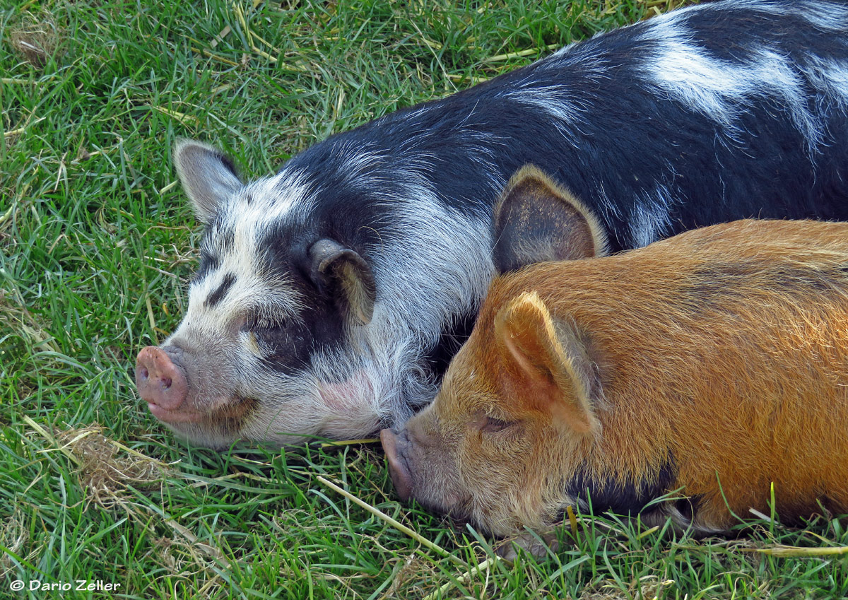 Glückliche Schweine