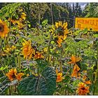 Glückliche Sonnenblumen