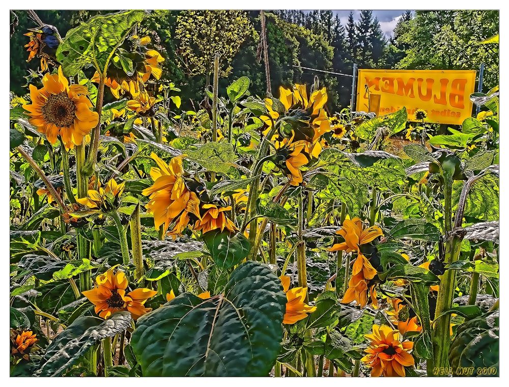 Glückliche Sonnenblumen