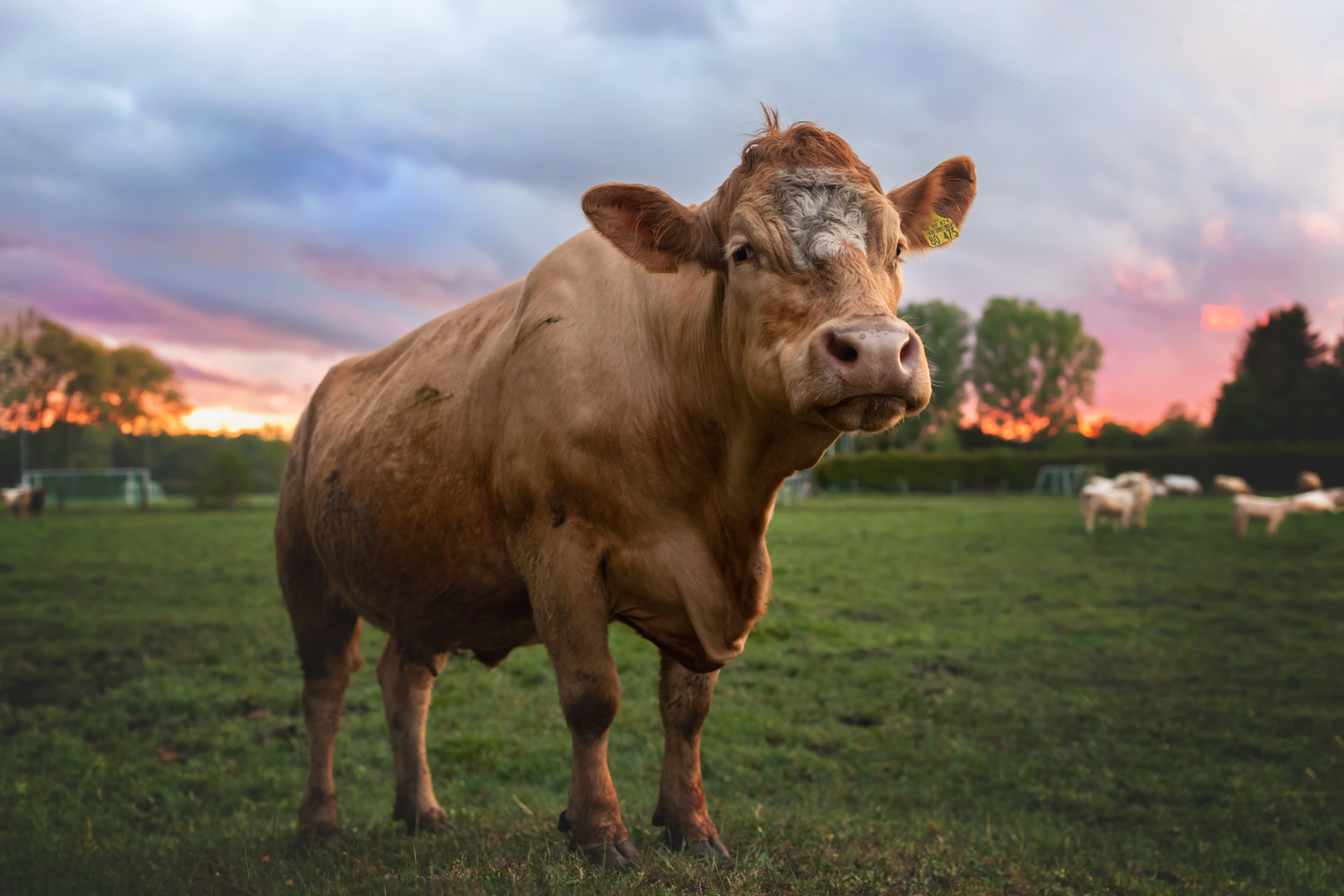 glückliche Tiere 2