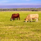 Glückliche Tiere auf den Oderwiesen