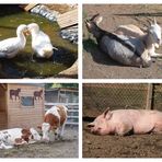 Glückliche Tiere auf der Waldsteinfarm