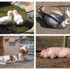 Glückliche Tiere auf der Waldsteinfarm