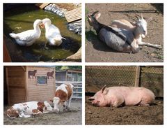 Glückliche Tiere auf der Waldsteinfarm