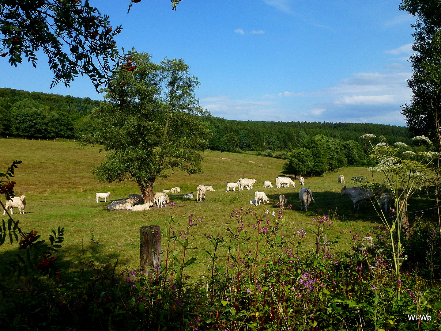 -Glückliche Viehhaltung im Solling-