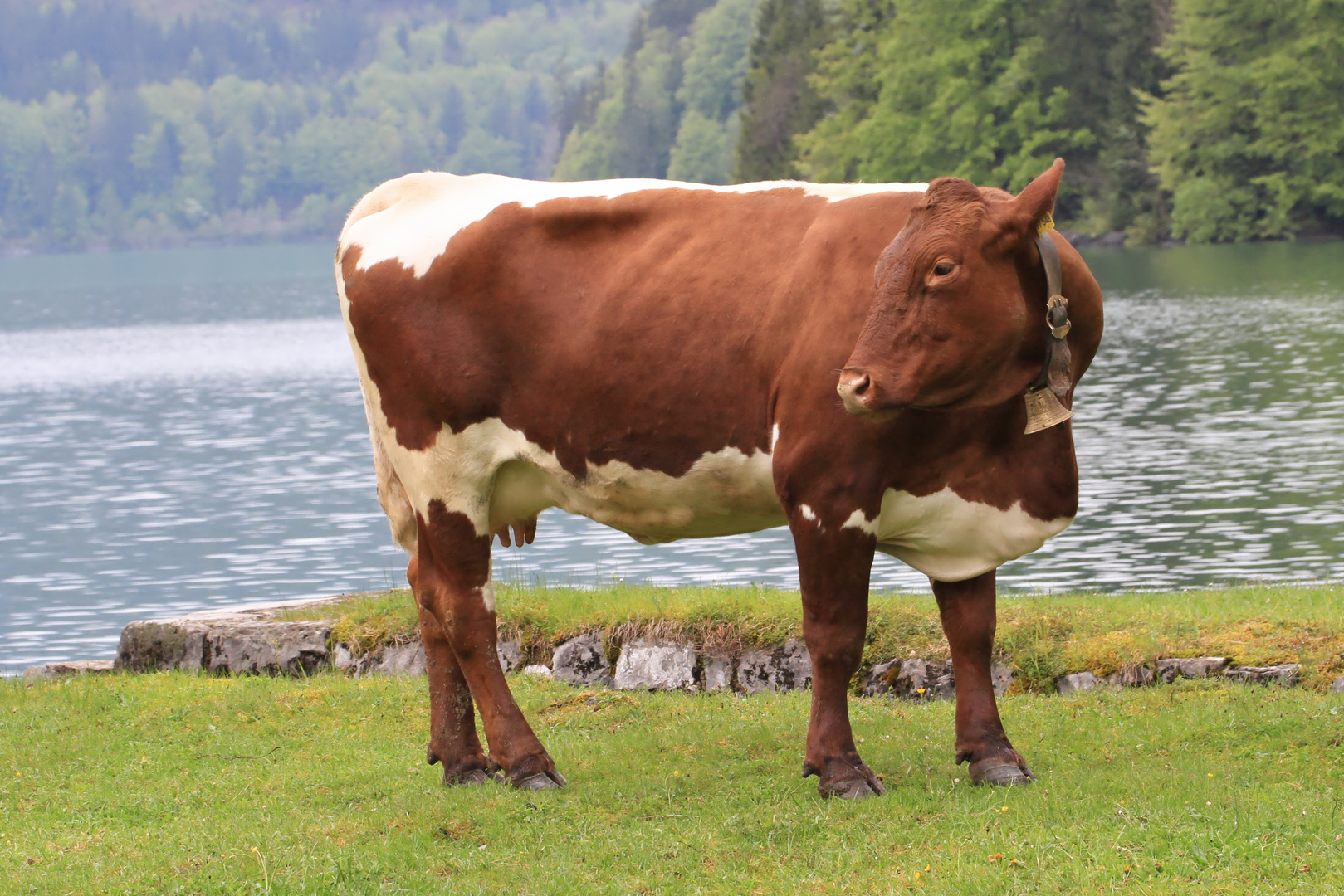 glückliche Walchensee-Kuh Nr. 07 548