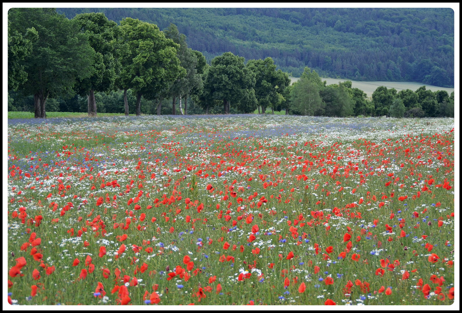 "glückliche" Wiese