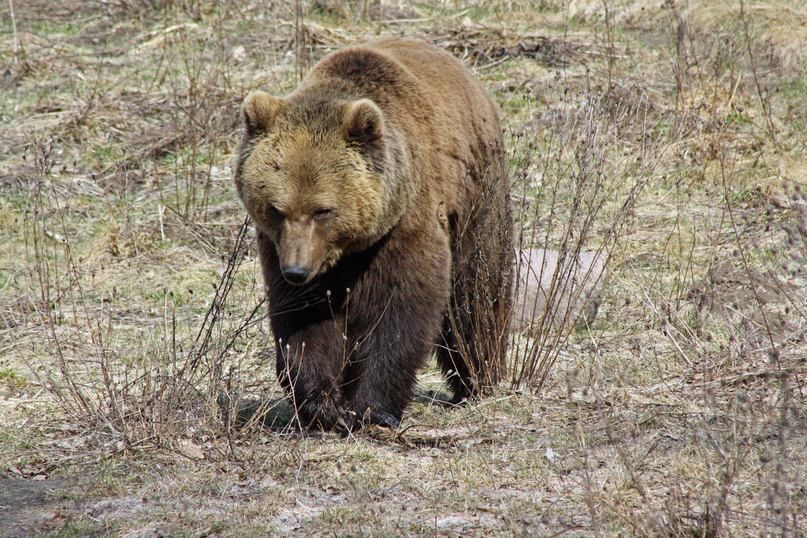 Glücklicher Bär