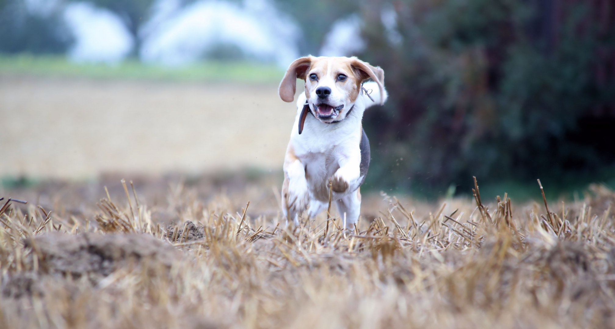 glücklicher beagle