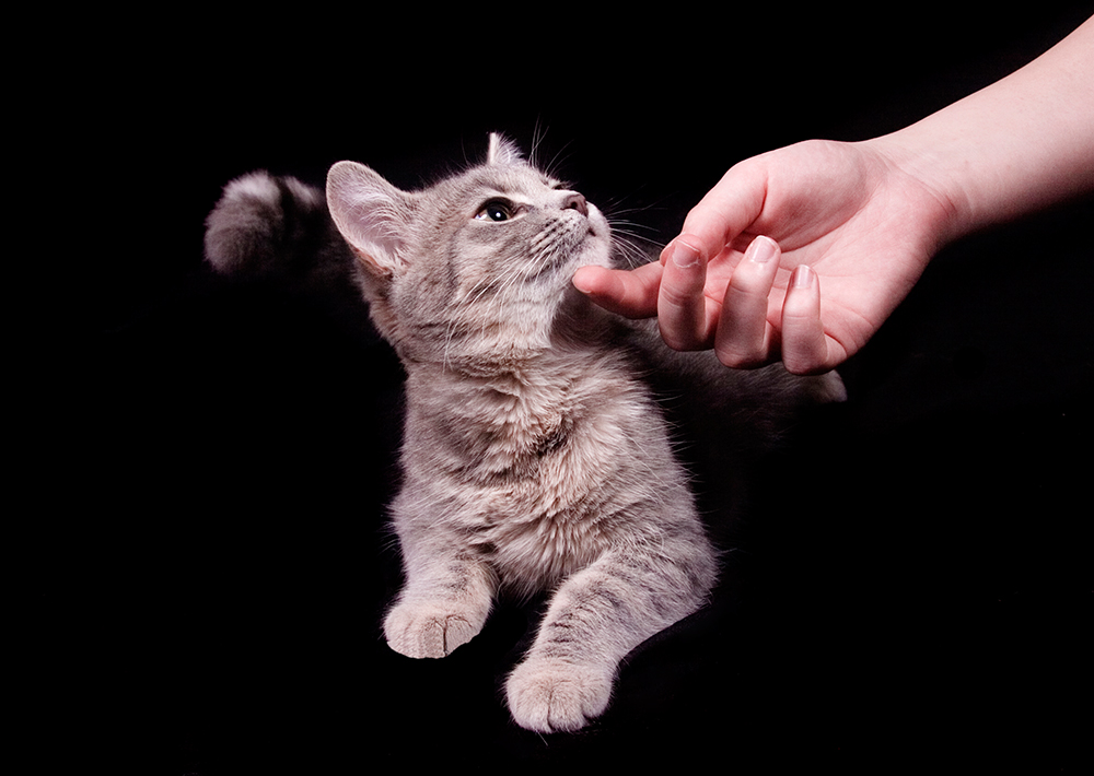 Glücklicher Besitzer, glückliche Katze. Gleichgültiger Besitzer, einsame Katze.