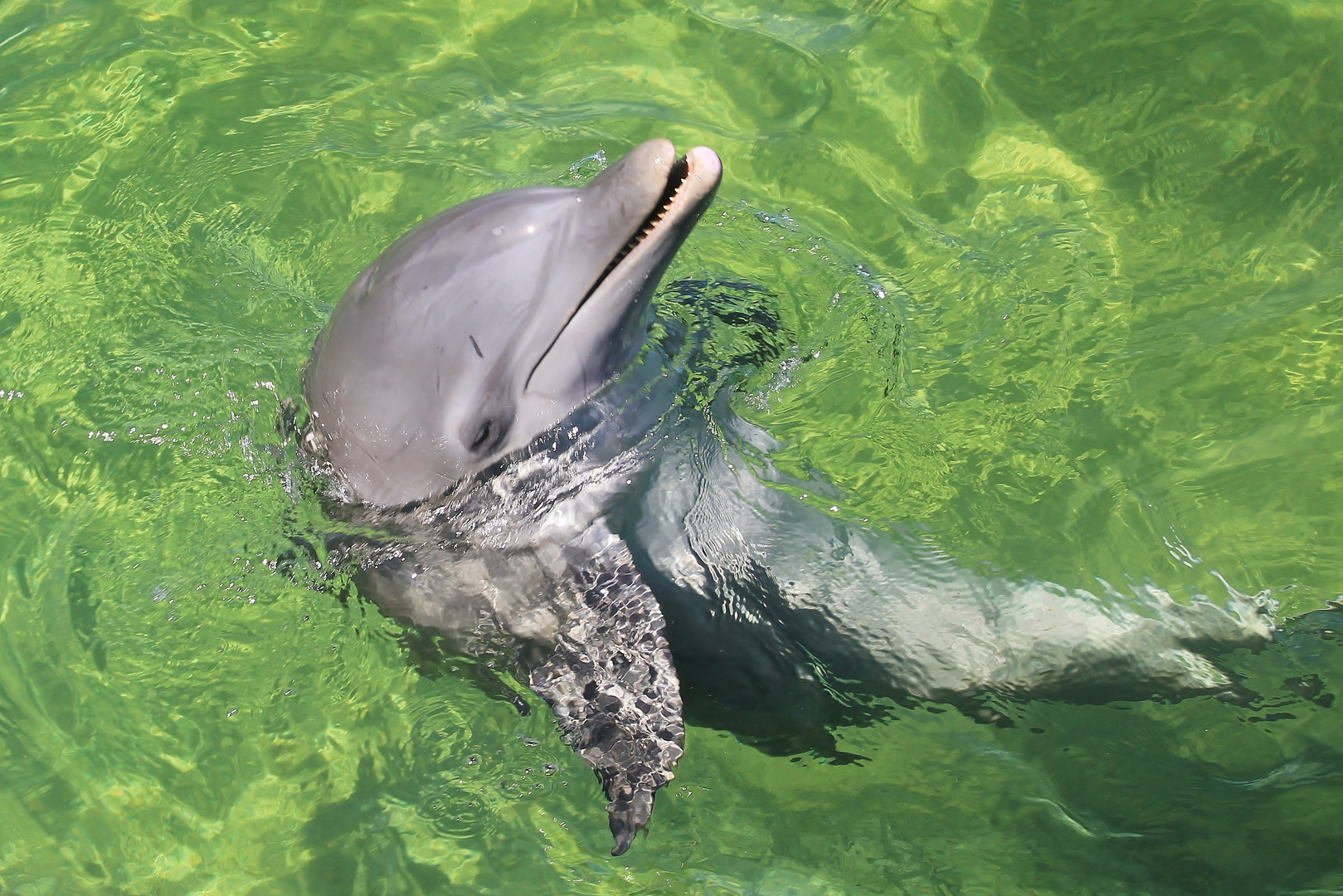 glücklicher Delfin