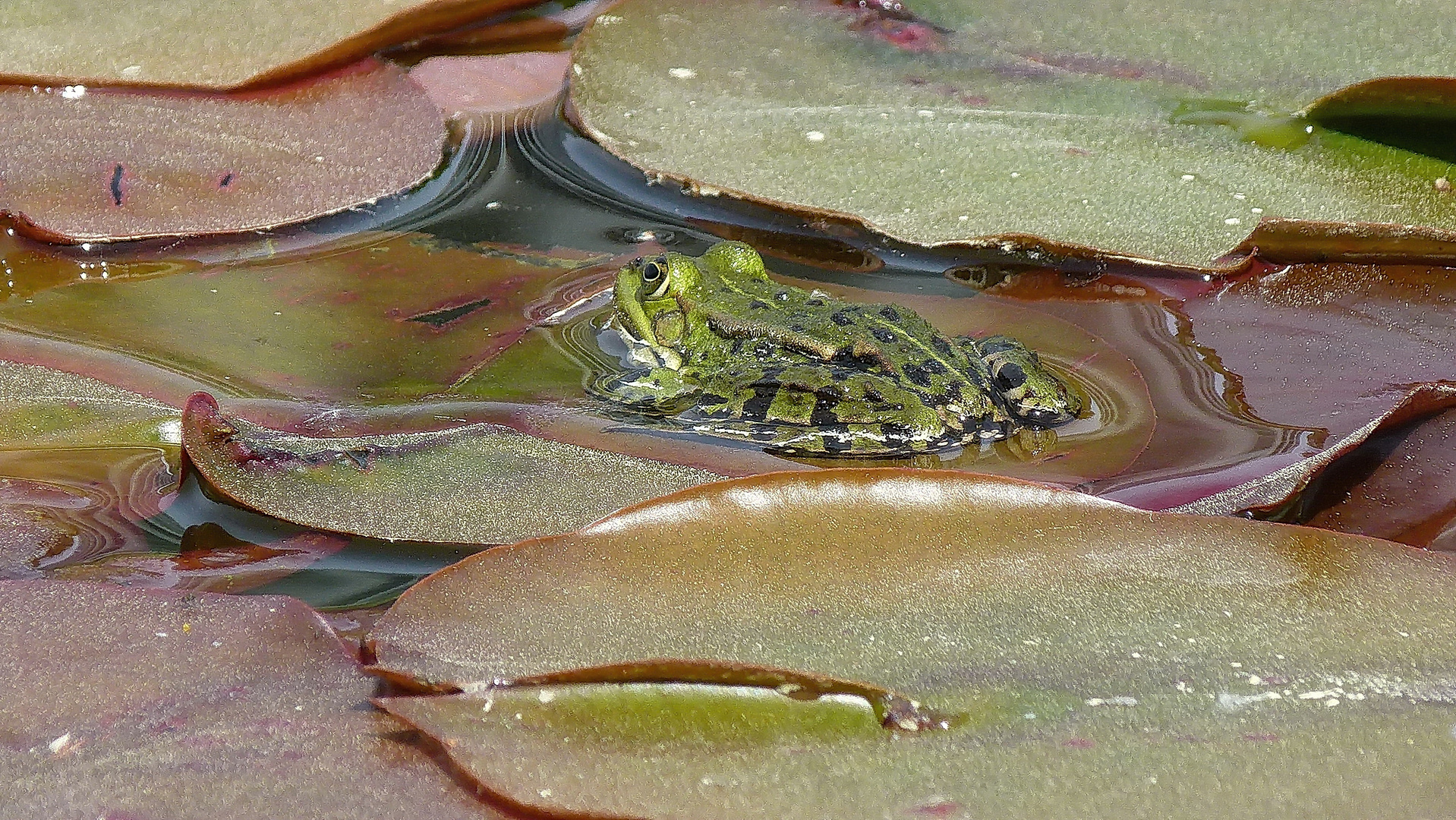 Glücklicher Frosch