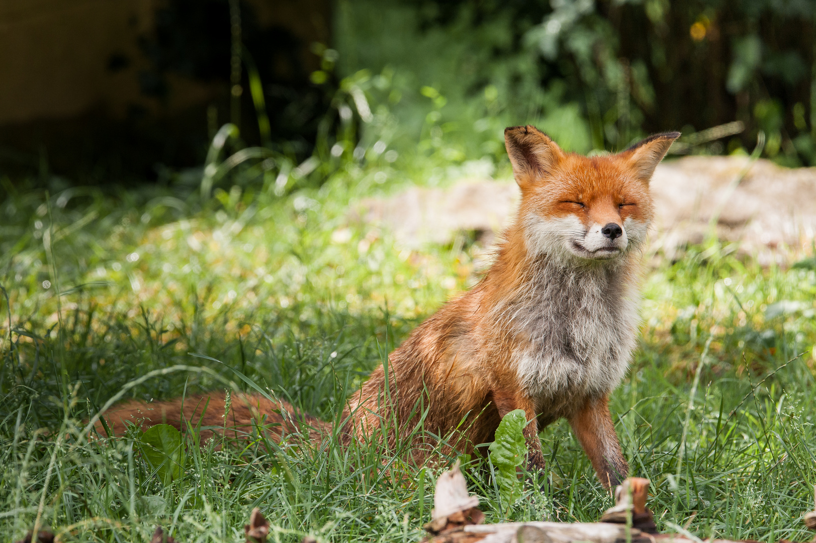 Glücklicher Fuchs