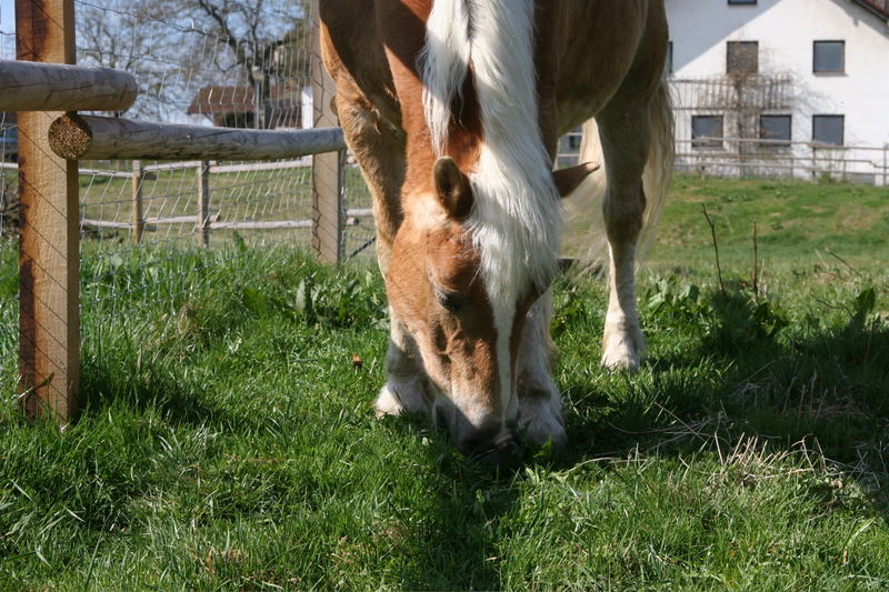 Glücklicher Hafi bei uns Daheim^^