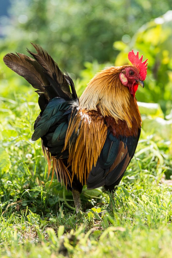 glücklicher Hahn Foto & Bild | tiere, haustiere, nutztiere Bilder auf