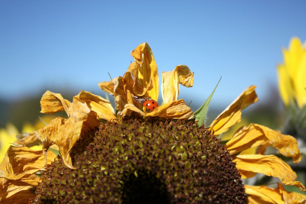 glücklicher herbst