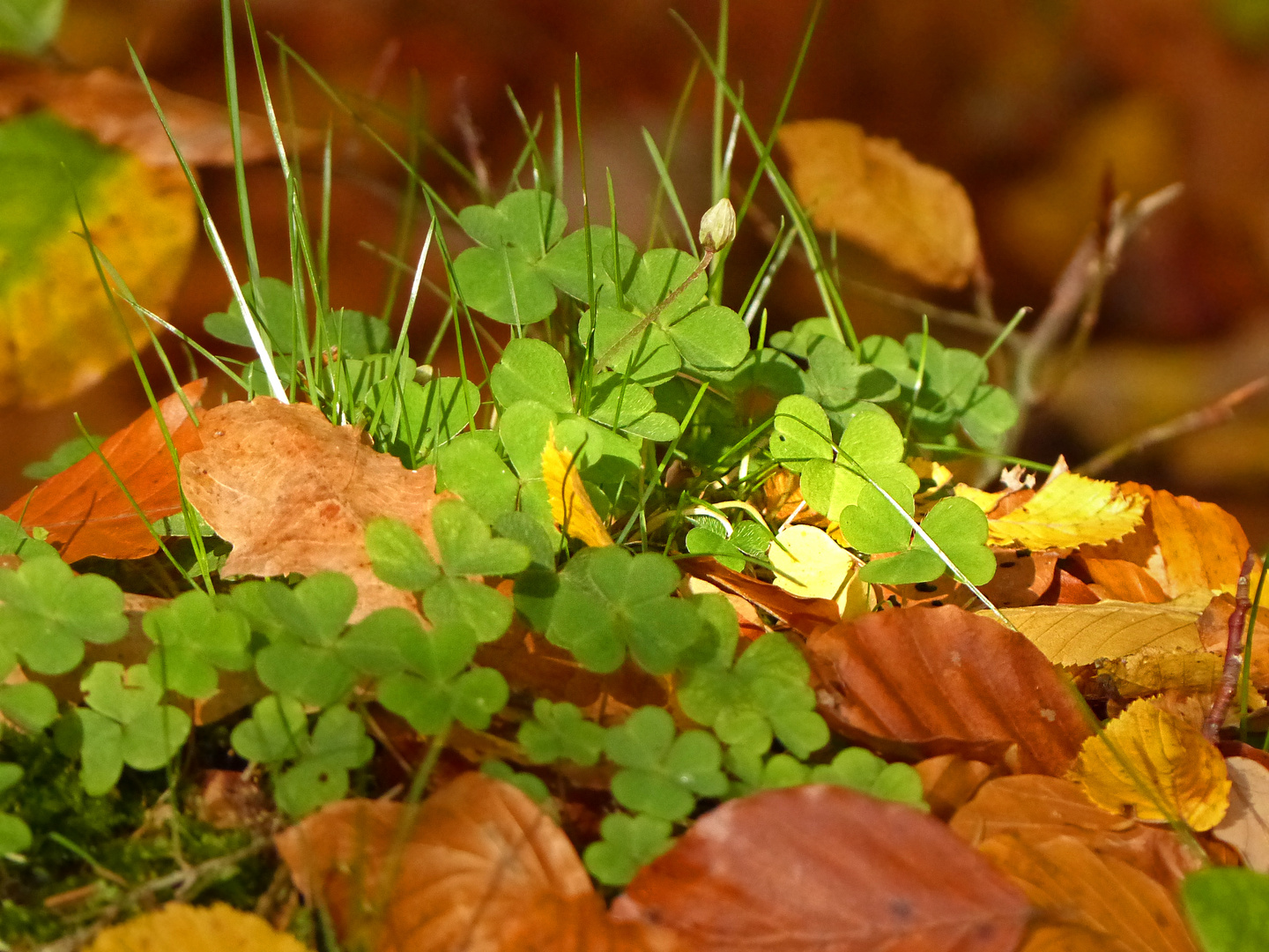 Glücklicher Herbst