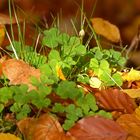 Glücklicher Herbst