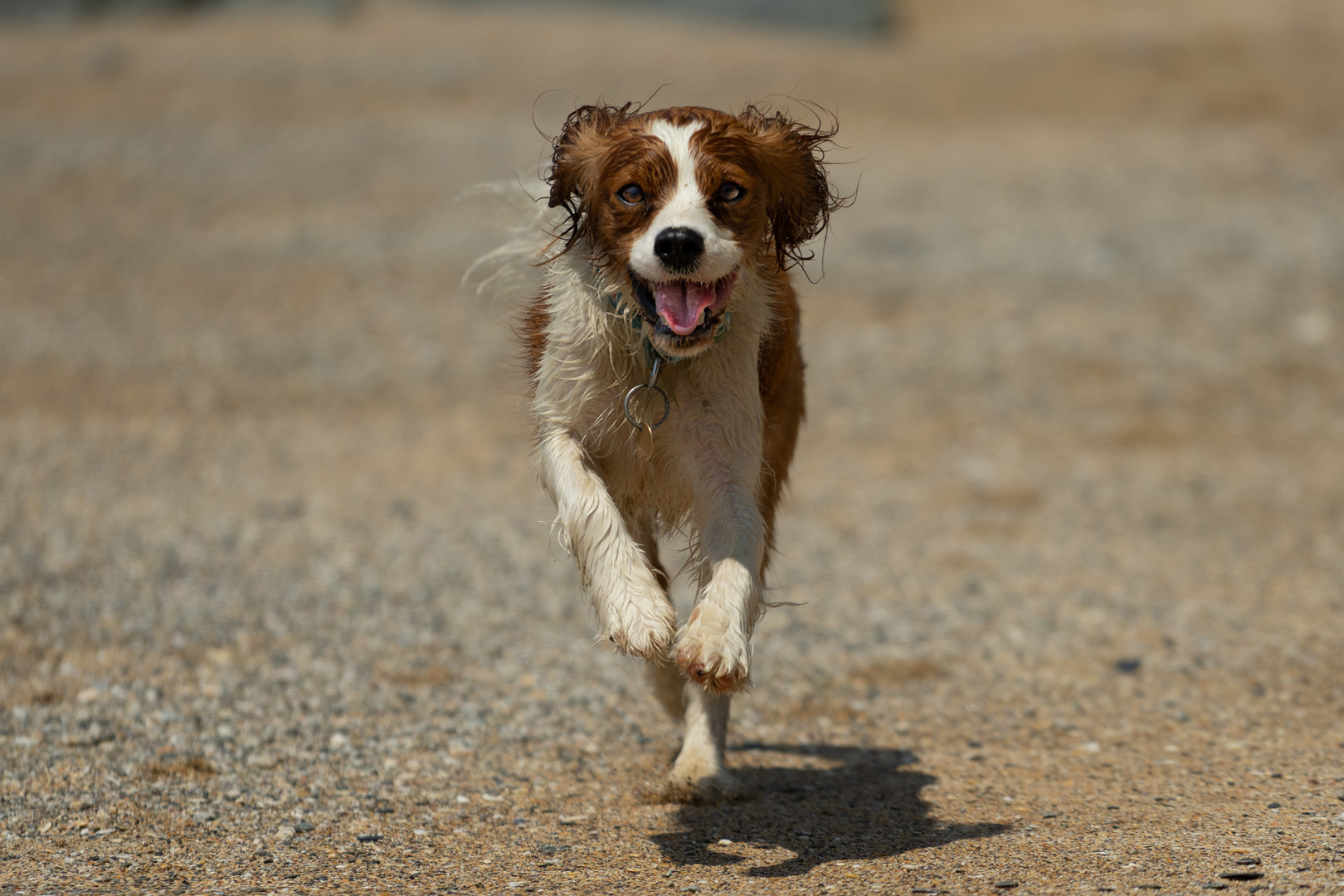 glücklicher Hund