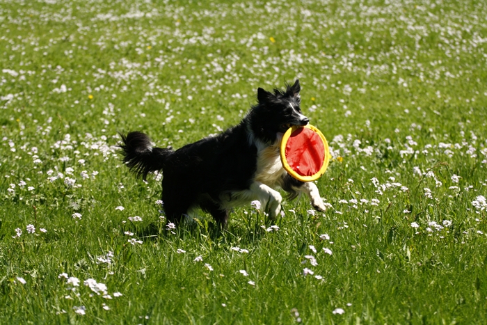 Glücklicher Hund