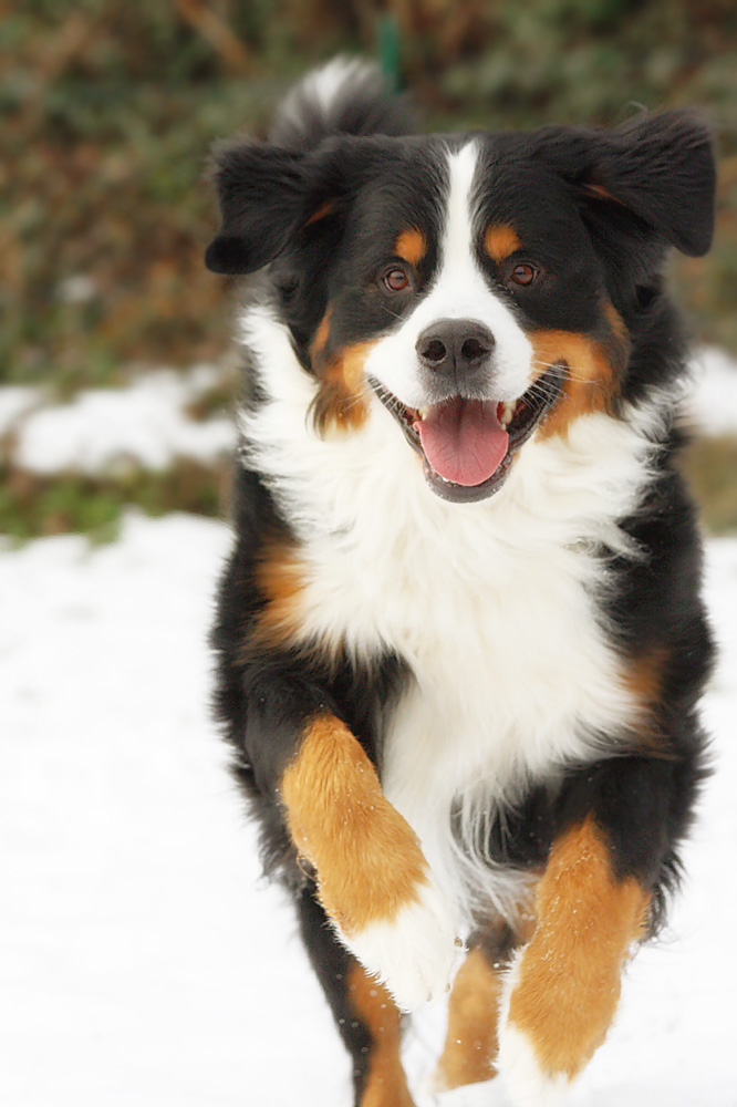 Glücklicher Hund.