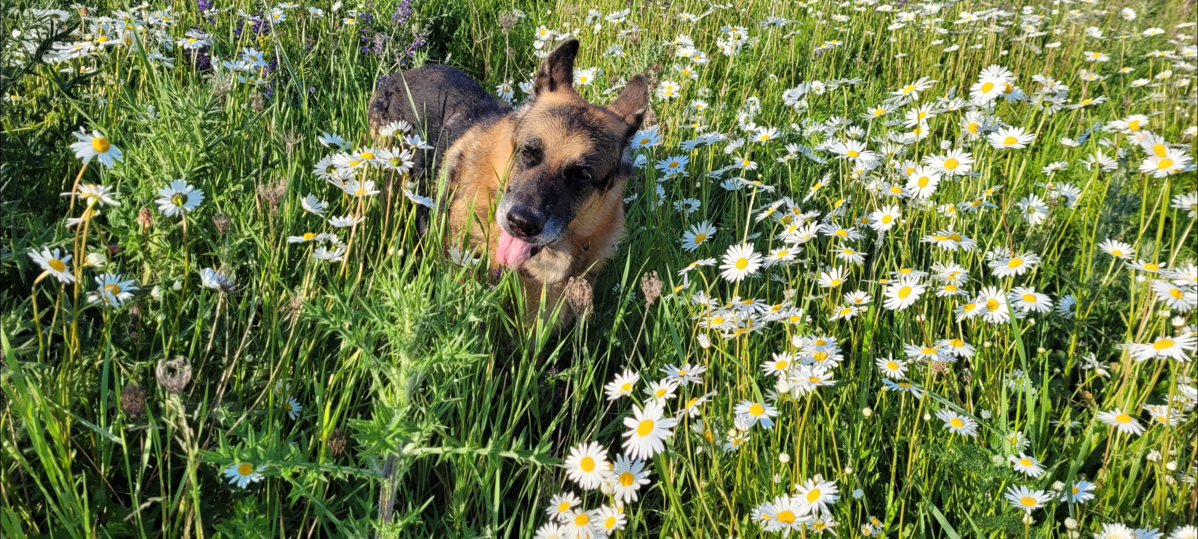 glücklicher Hund