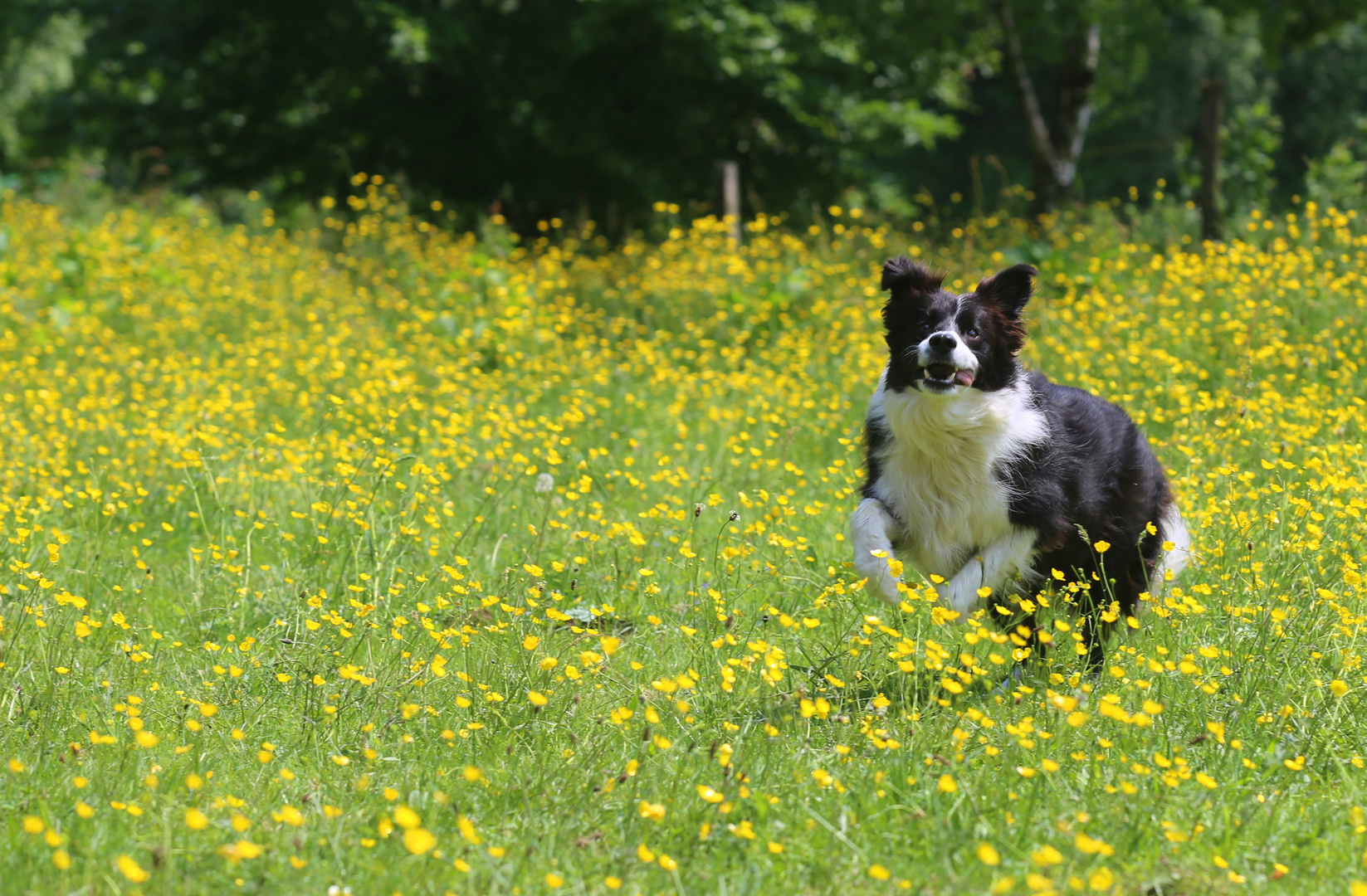 glücklicher Hund