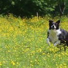 glücklicher Hund