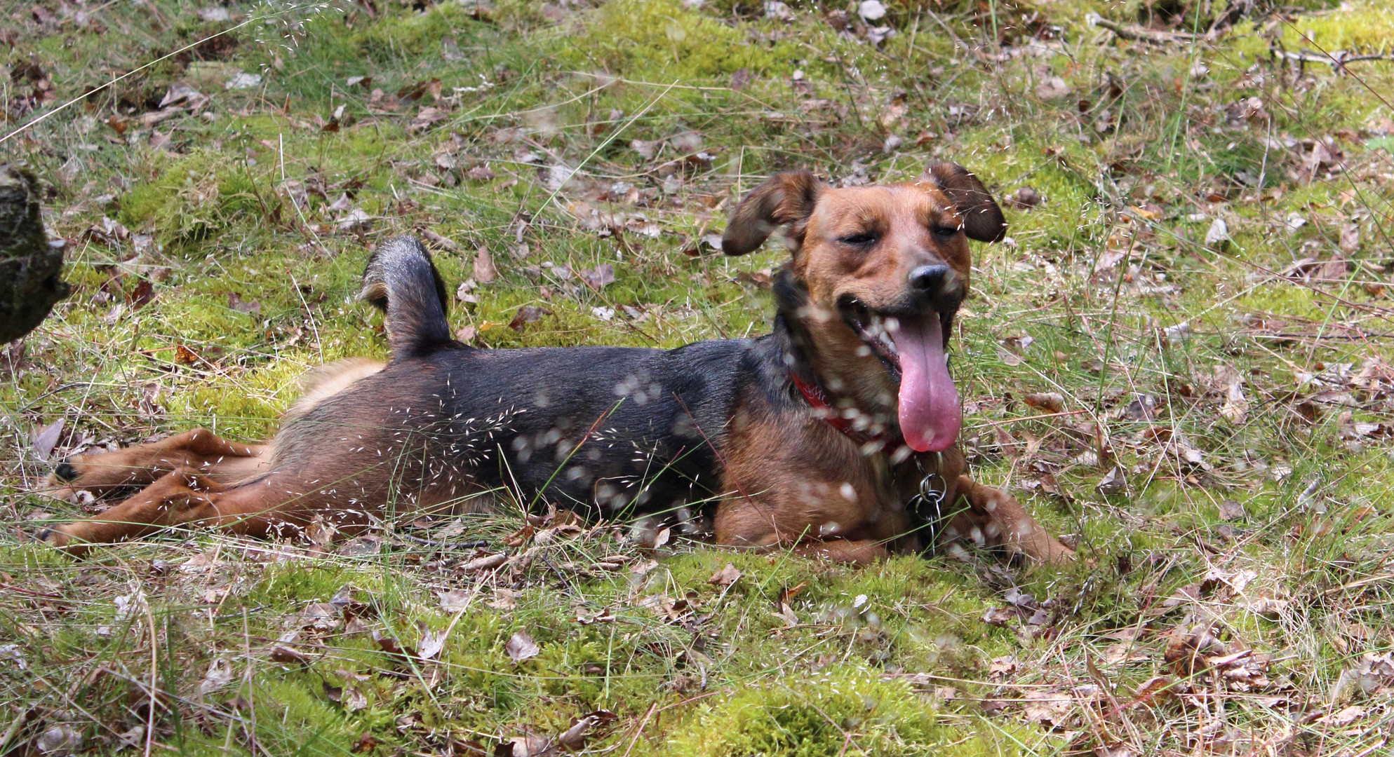 Glücklicher Hund