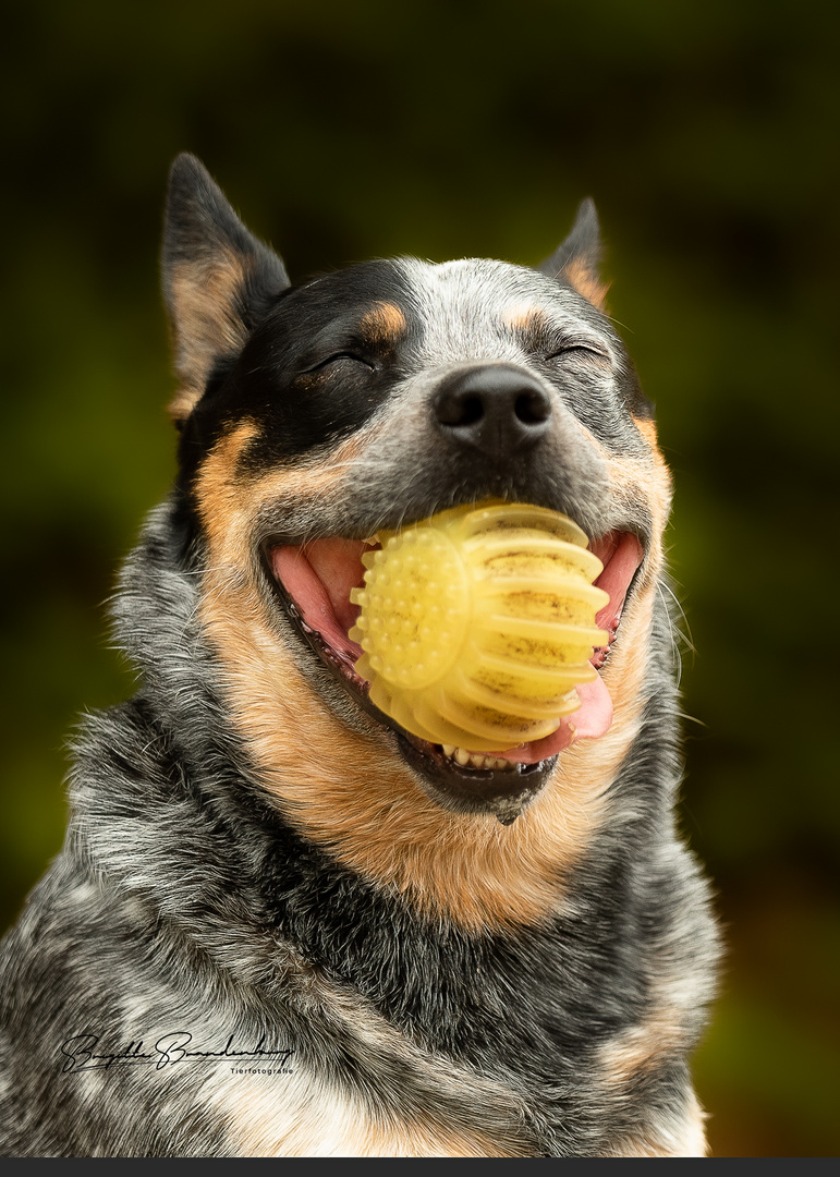 Glücklicher Hund 