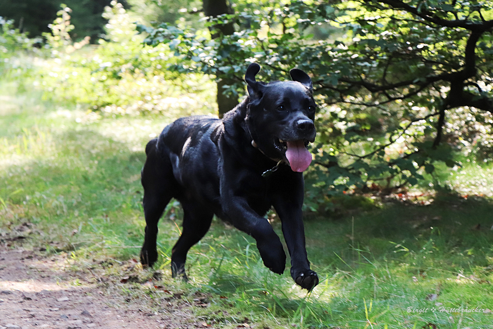 Glücklicher Hund