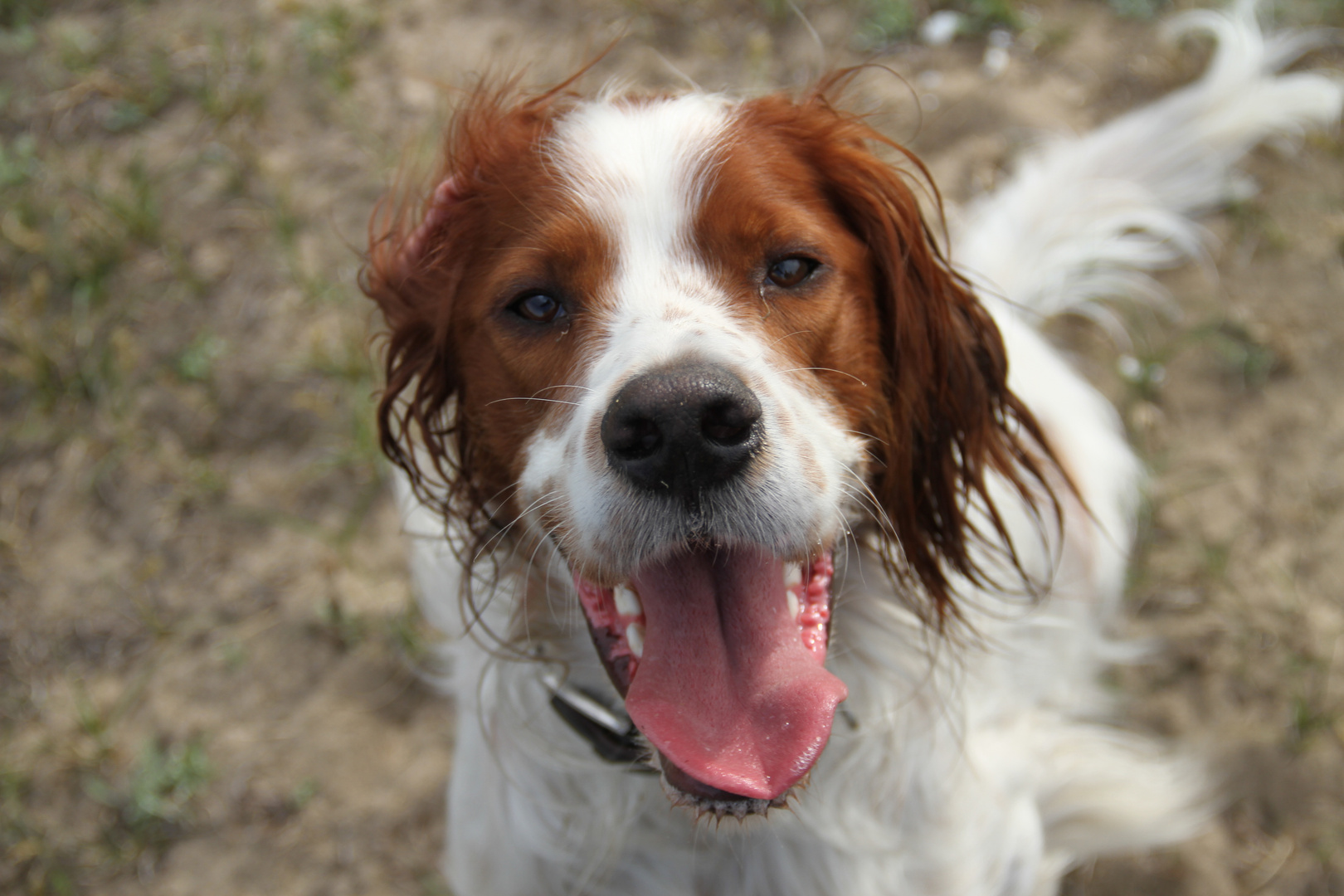 Glücklicher Hund