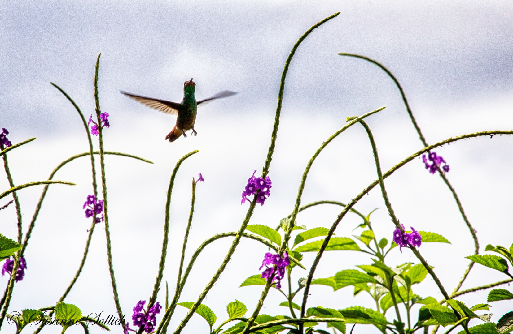 Glücklicher Kolibri!