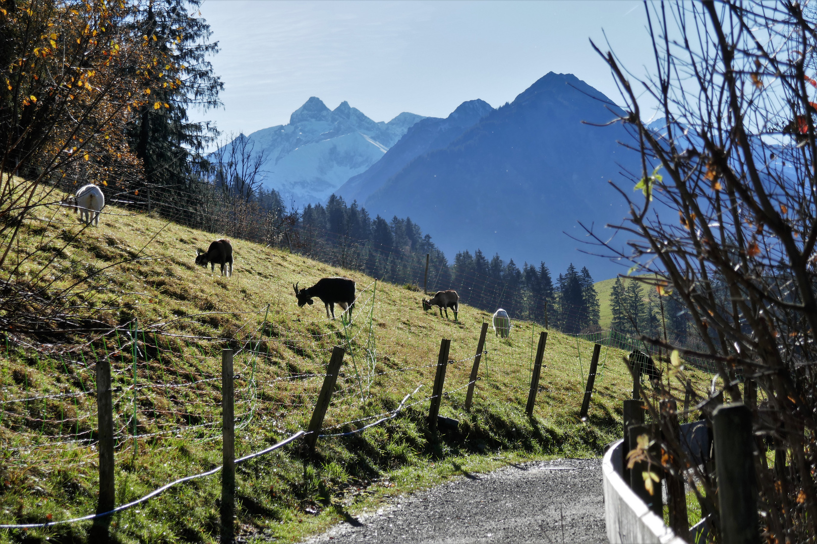 Glücklicher Novembertag; oder: Happy Goats!