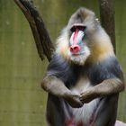 glücklicher Primat ?