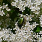 "glücklicher" Rosenkäfer