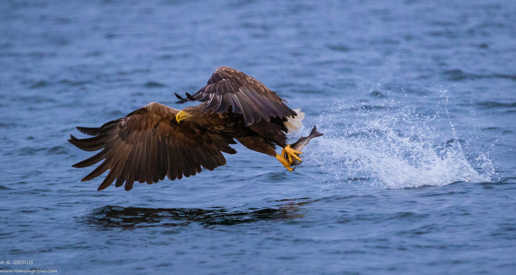 Glücklicher Seeadler