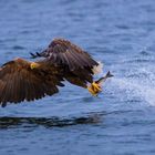 Glücklicher Seeadler