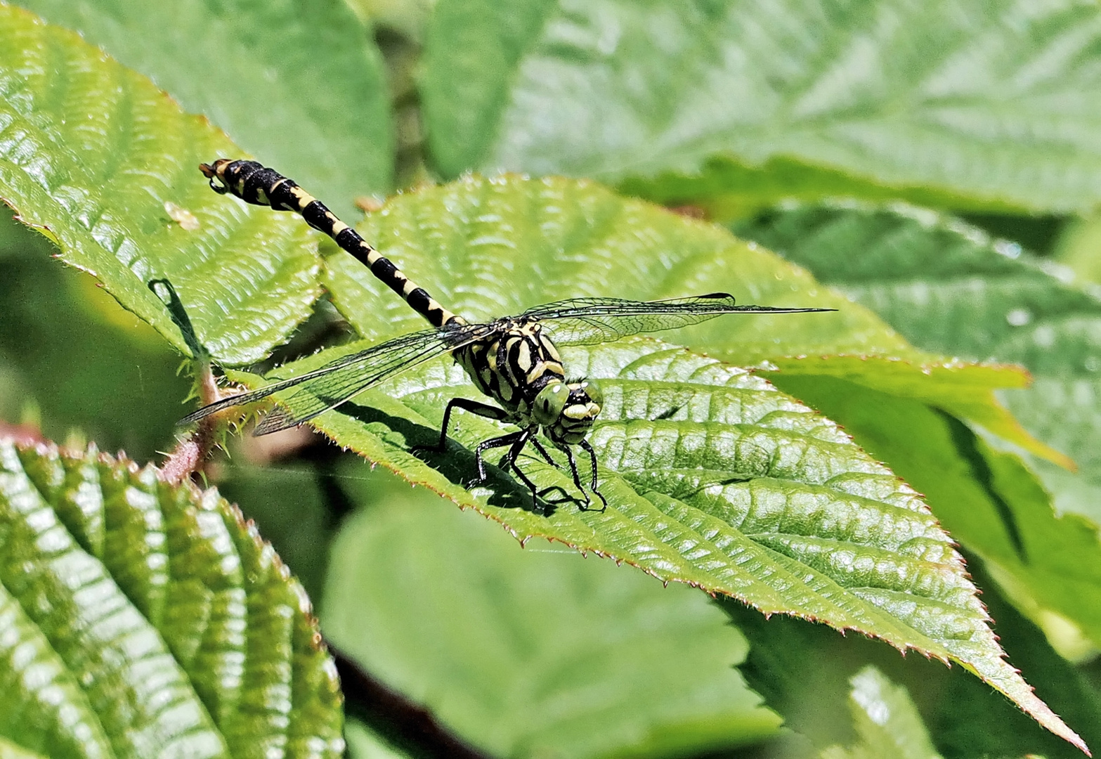 Get Gluecklichen sonntag Free