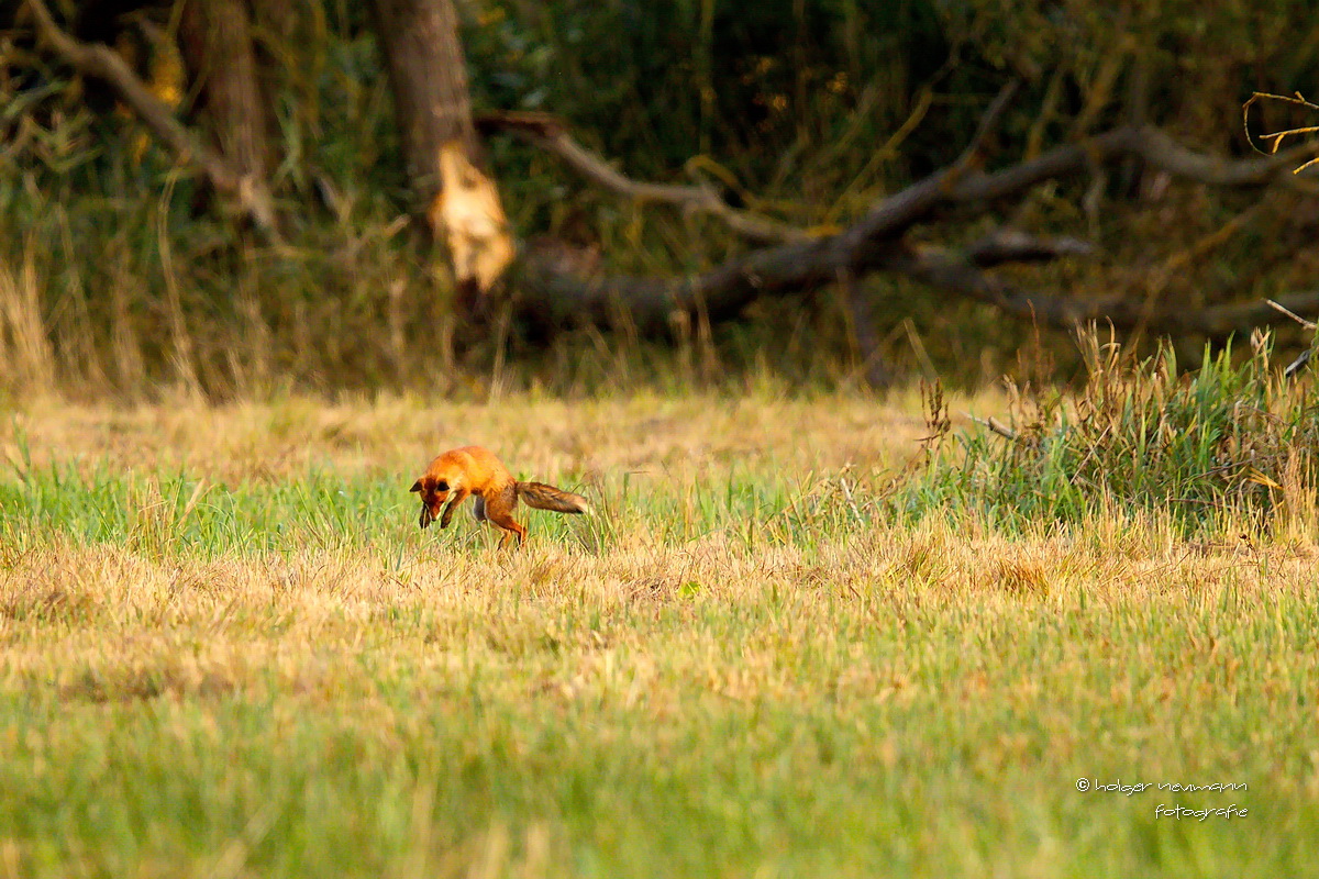 glücklicher Spreewald-Fuchs