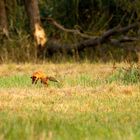 glücklicher Spreewald-Fuchs